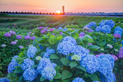 五島列島、初夏の夕暮れを彩る紫陽花ロードの絶景