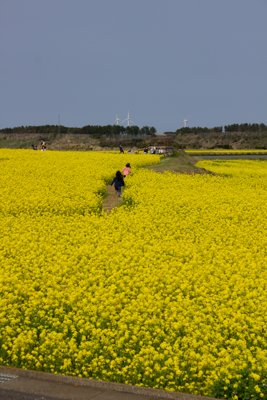 福江島の春爛漫！菜の花畑を駆ける子供たちと風車