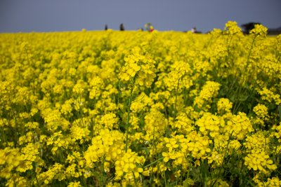 五島市を彩る春の訪れ：一面の菜の花が輝く絶景