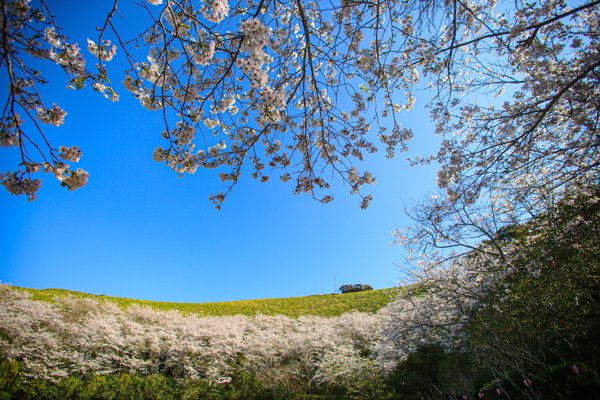 箕岳の満開の桜が広がる丘と澄み切った青空