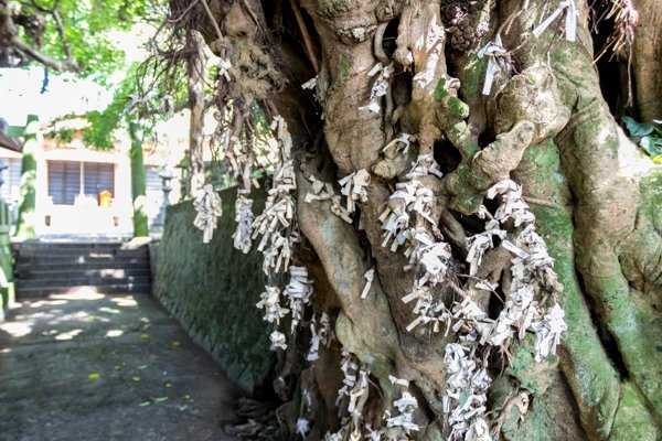 奈良尾のあこう樹、神社境内のあこうの木に結ばれたおみくじ