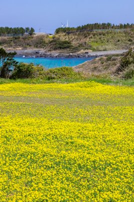 五島列島・福江島 春爛漫！菜の花畑と輝くターコイズブルーの海
