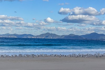 長崎・五島列島 紺碧の海と群れ飛ぶカモメが織りなす自然美