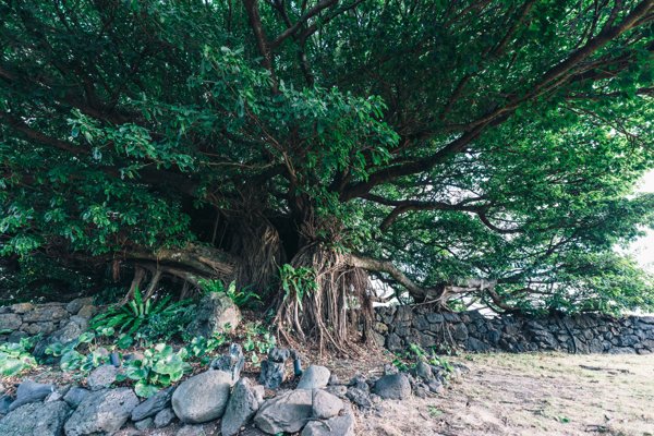 石垣とともに根を張る大浜のアコウ