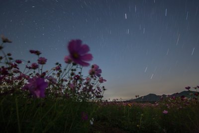 晩夏の五島列島、星空とコスモスが織りなす幻想的な夜