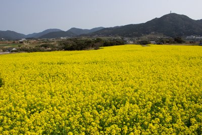 五島列島に春告げる黄色い絨毯、菜の花畑と山々の絶景
