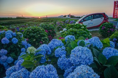 五島列島の初夏を彩る紫陽花と夕焼けの絶景ドライブ
