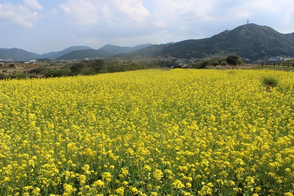 長崎・五島列島魚 津ケ崎公園に咲き誇る、春の菜の花畑と青空の絶景