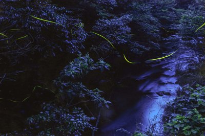 闇夜に瞬く五島列島の蛍、清流に映る夏の魔法
