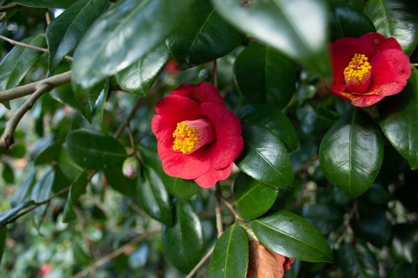 二輪のヤブツバキと艶やかな葉｜五島の椿