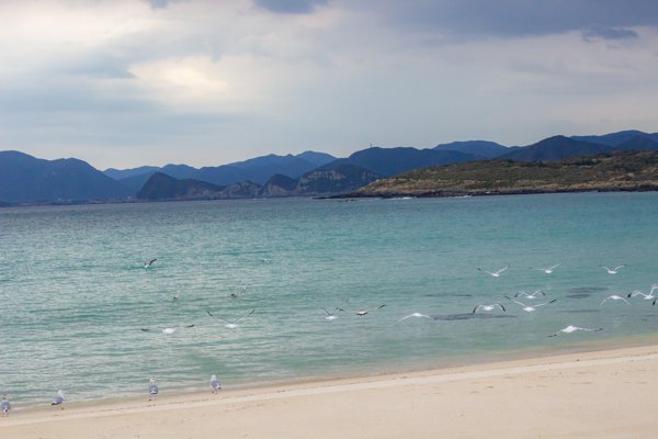 高崎ビーチの海岸風景と群れ飛ぶカモメ