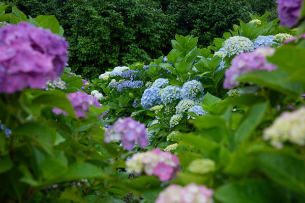 あじさいの花に囲まれた風景｜五島列島・福江島