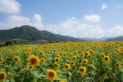 福江島の夏景色、青い空と輝くひまわり畑のパノラマ
