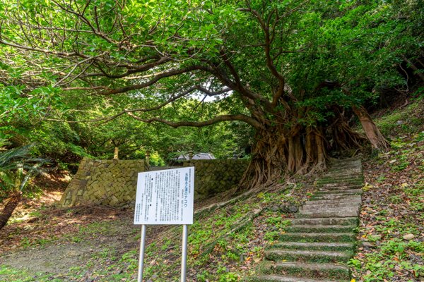 県指定天然記念物・玉之浦のアコウ