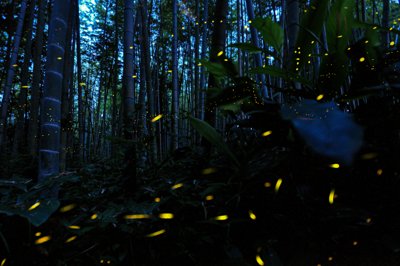 五島列島の竹林に瞬く、夏の夜のホタル舞う幻想的な光景
