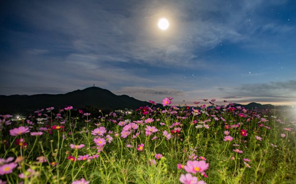 城岳を望む夜のコスモス畑と満月