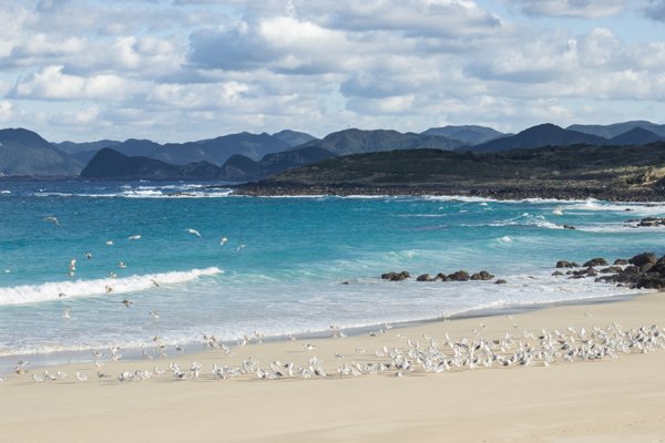 高崎ビーチの青い海と砂浜に集まるカモメたち