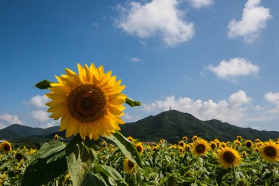五島列島・福江島を彩る夏のひまわり畑と鬼岳の絶景