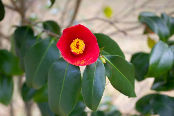 五島列島 緑の葉に囲まれた赤い椿の花