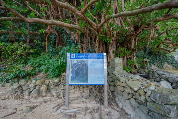 石積みと樫ノ浦のアコウ巨木｜五島列島・福江島