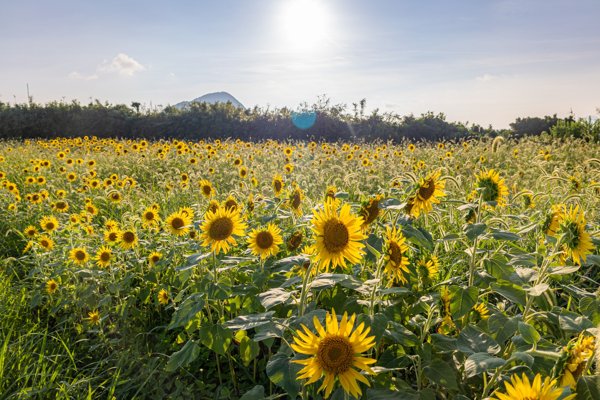 長崎・五島列島 夏の青空と一面のひまわり畑
