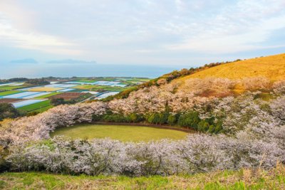 春爛漫の五島列島：桜と畑、そして海が織りなす福江島の絶景