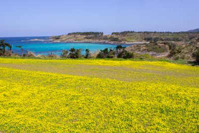 五島列島の春を彩る菜の花畑とターコイズブルーの海