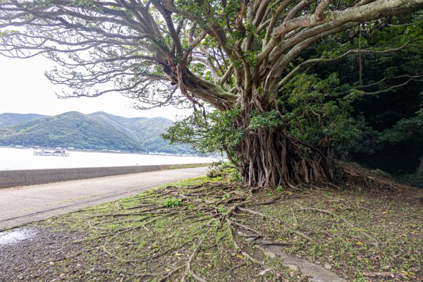 奈留島の海沿いにそびえるアコウの大木と広がる気根