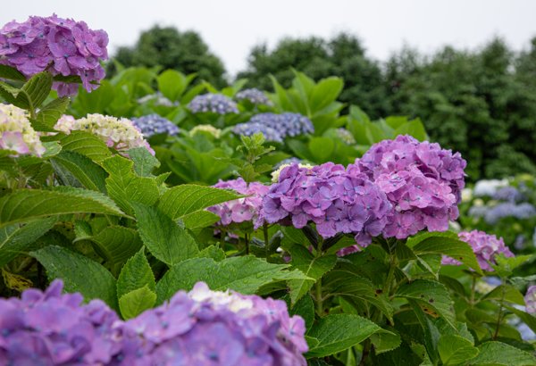 雨粒をまとった紫陽花｜五島列島・福江島