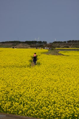 五島列島・福江島を彩る菜の花畑と風車、春の家族旅行