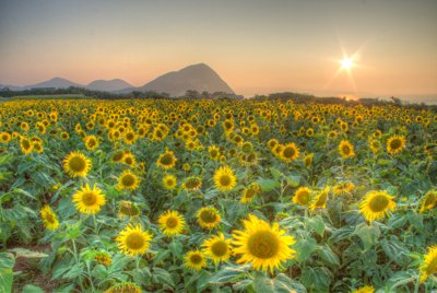 五島列島 夏の夕暮れ、黄金のひまわり畑が誘う絶景